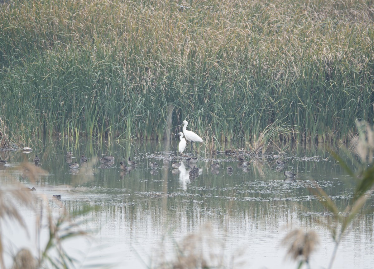 Косар sp. - ML645832774