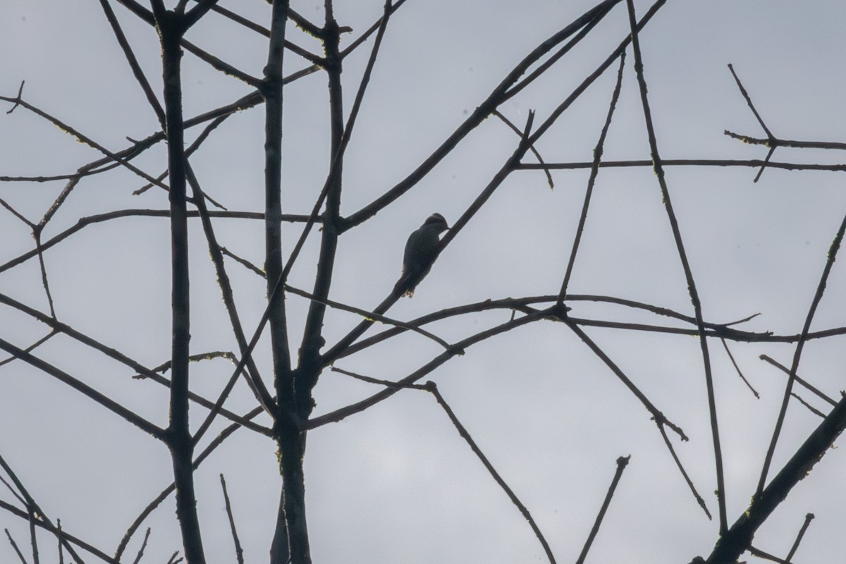 Brown-capped Pygmy Woodpecker - ML645832776