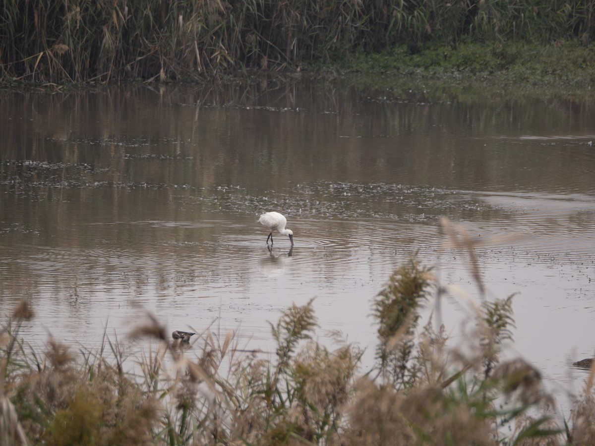 Косар sp. - ML645832783