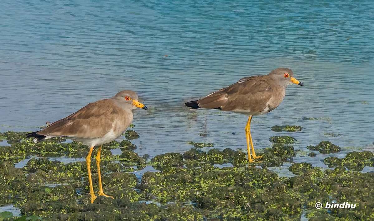 跳鴴 - ML645832790