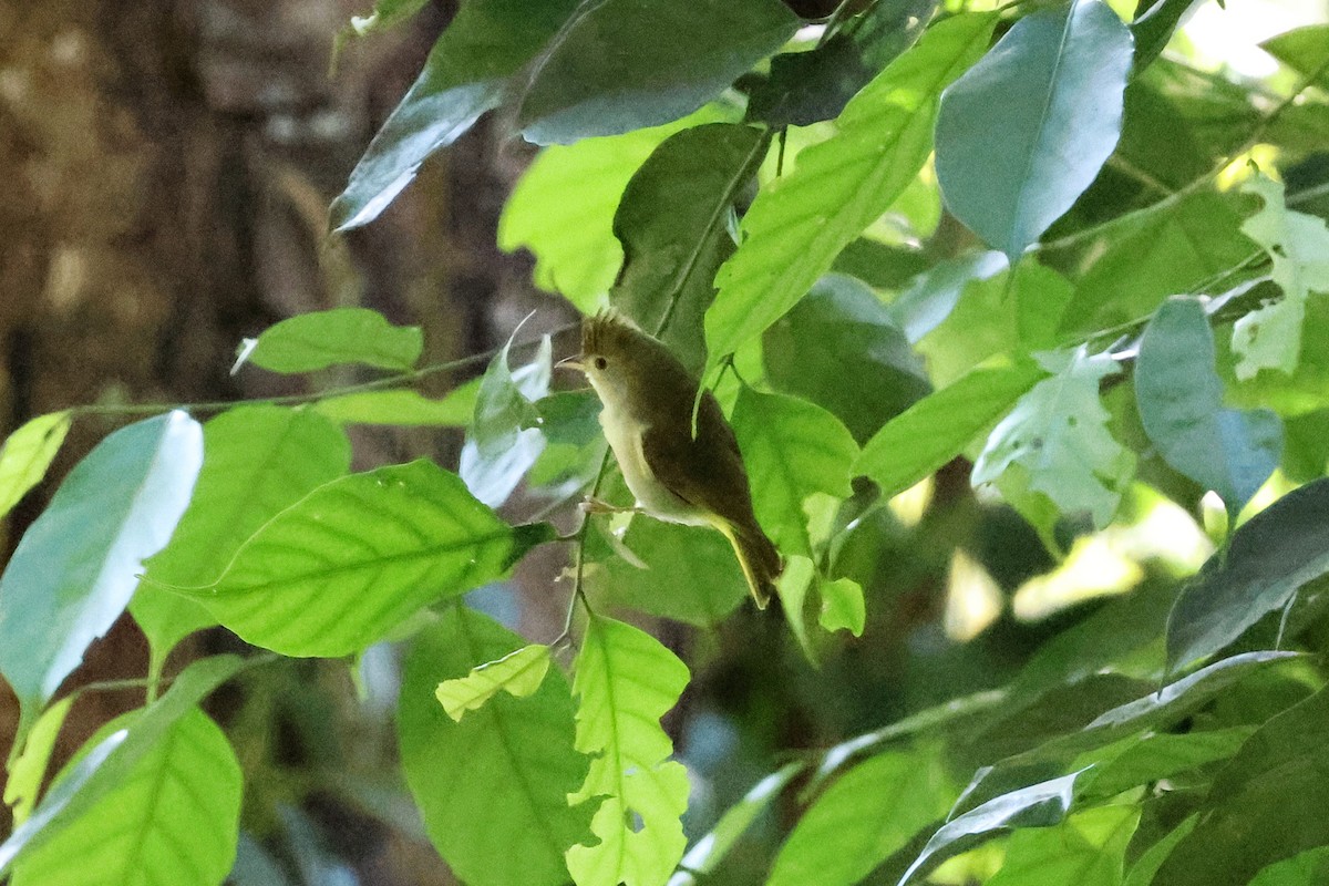 Haubenvireo - ML645832808