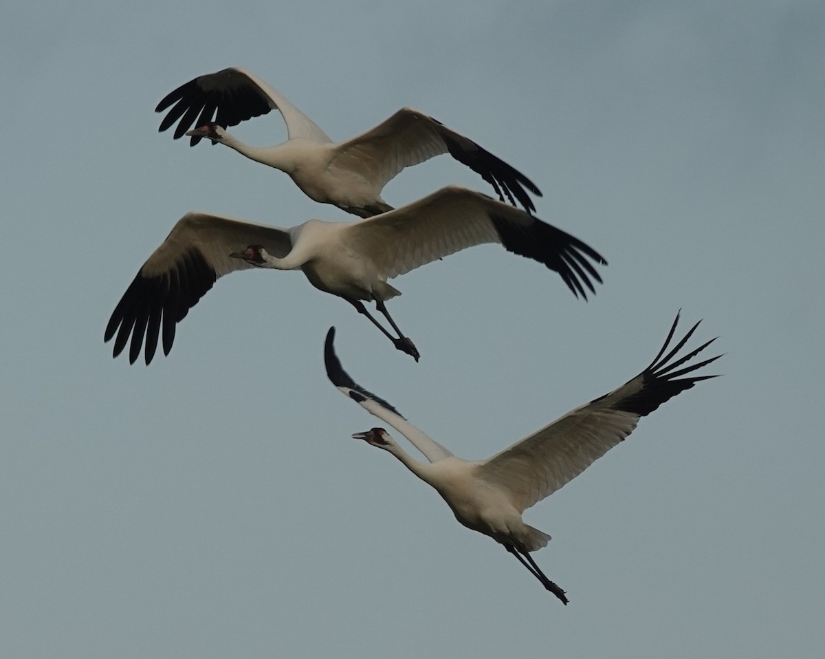 Schreikranich - ML645832830