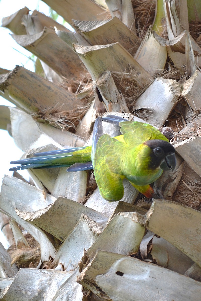 Nandaysittich - ML645832831