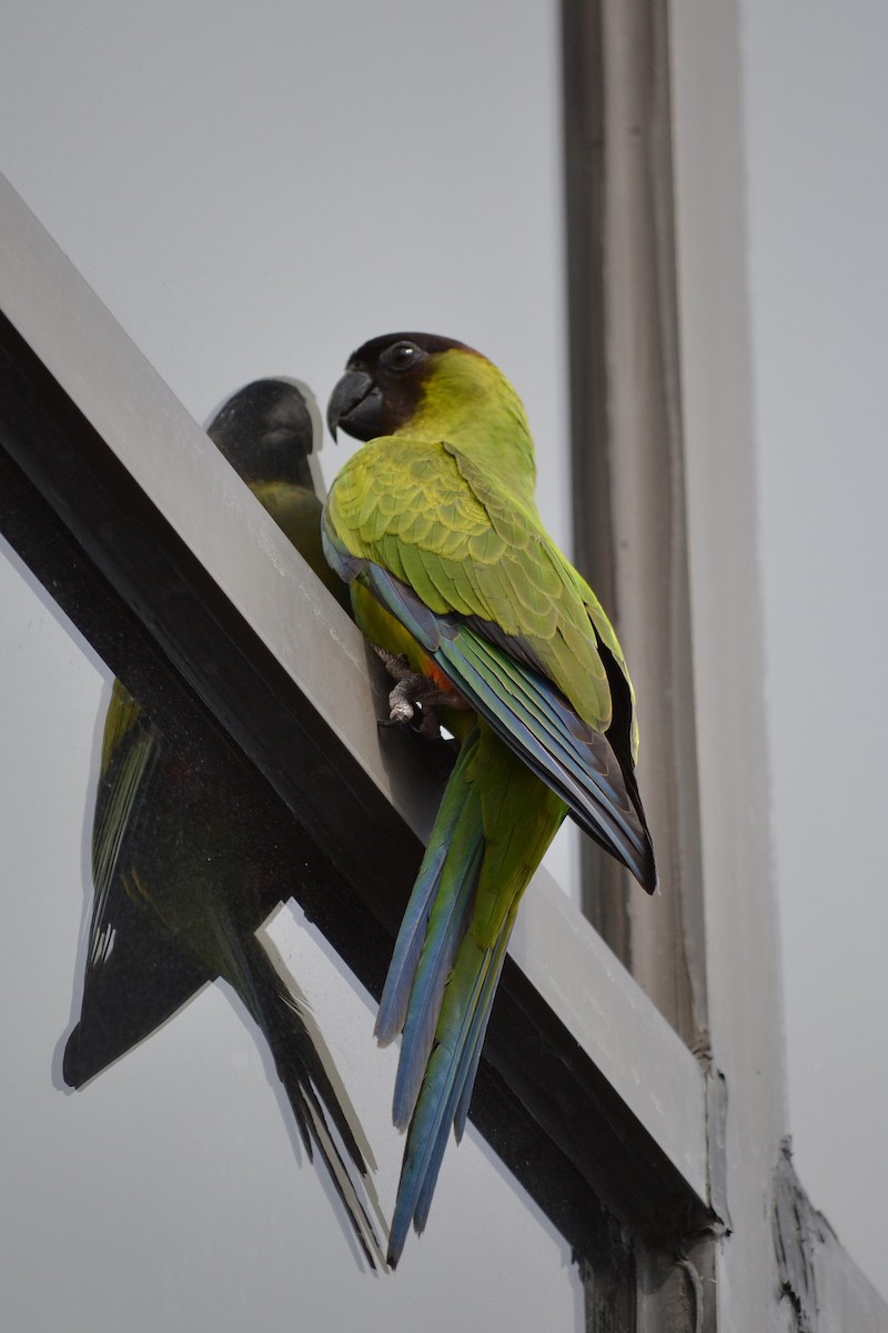 Nandaysittich - ML645832835