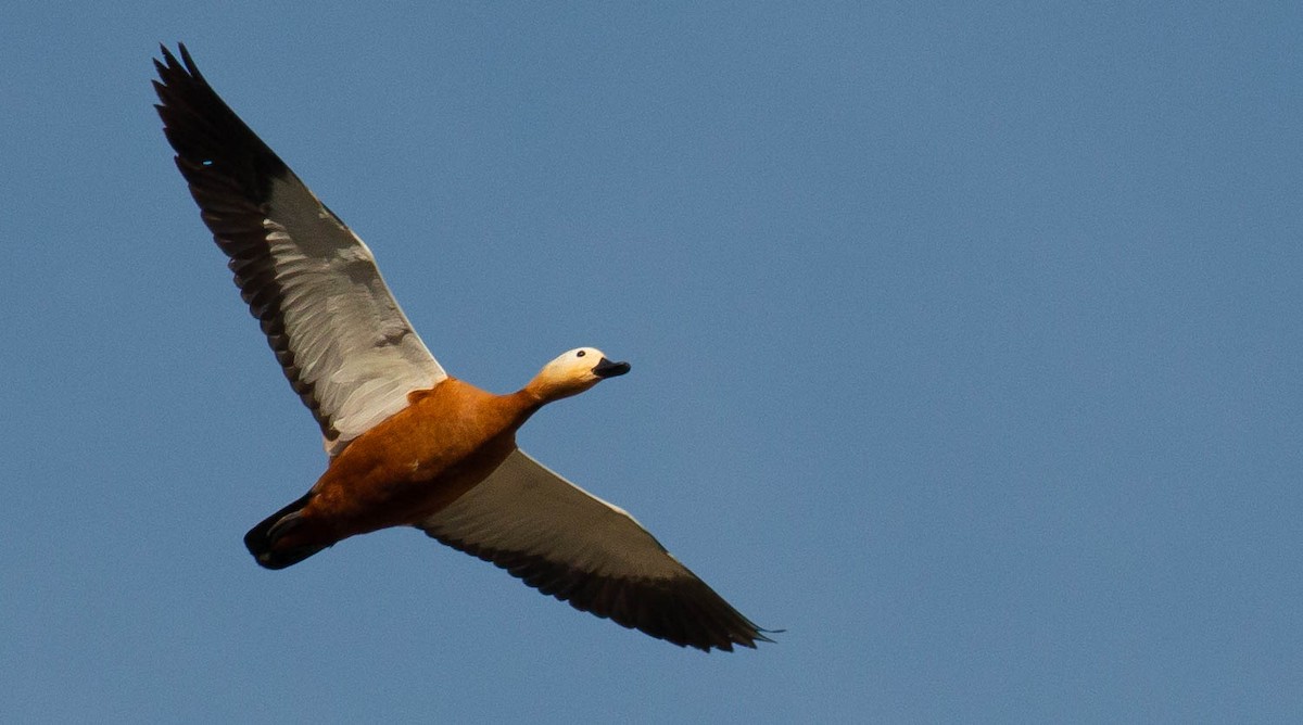 Rostgans - ML645832836