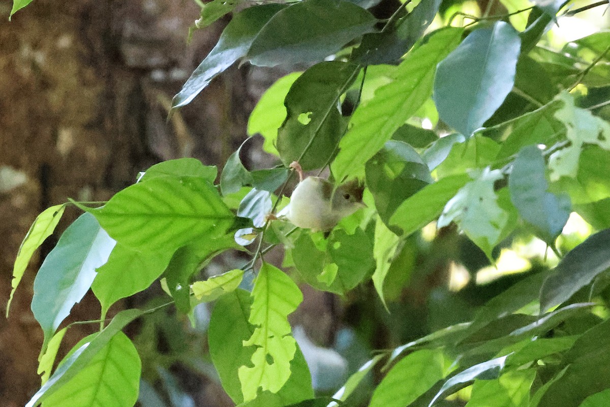 Haubenvireo - ML645832838