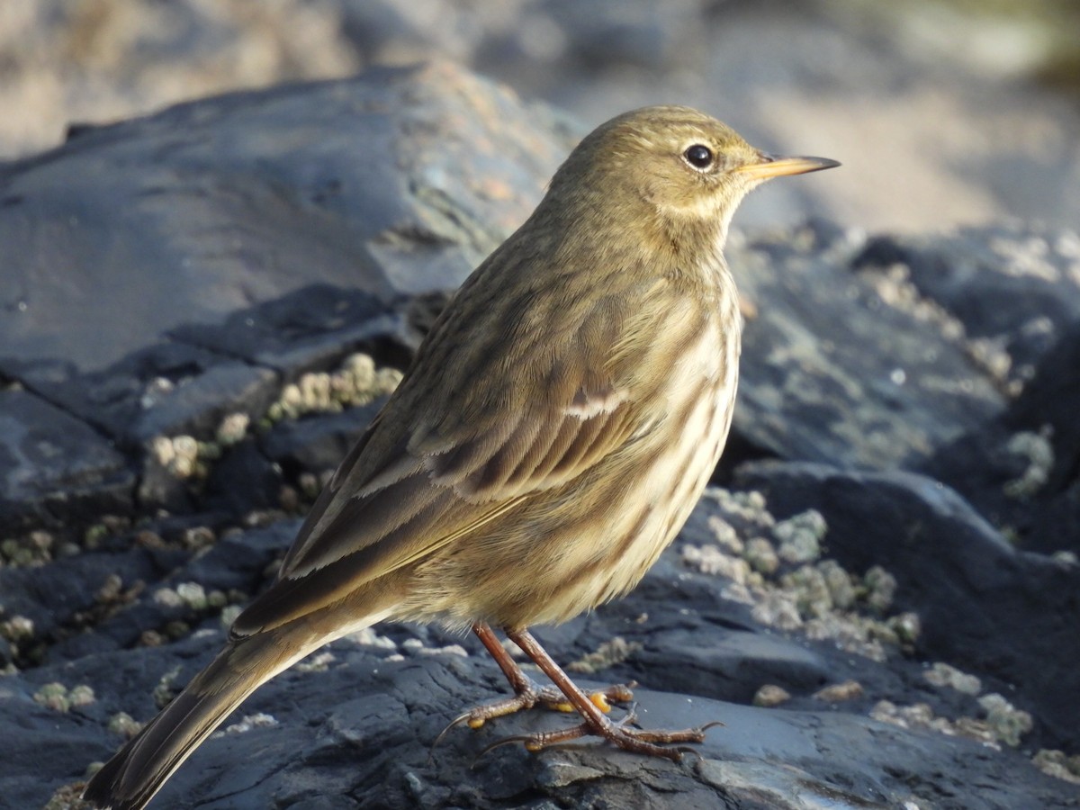 Strandpieper - ML645832840