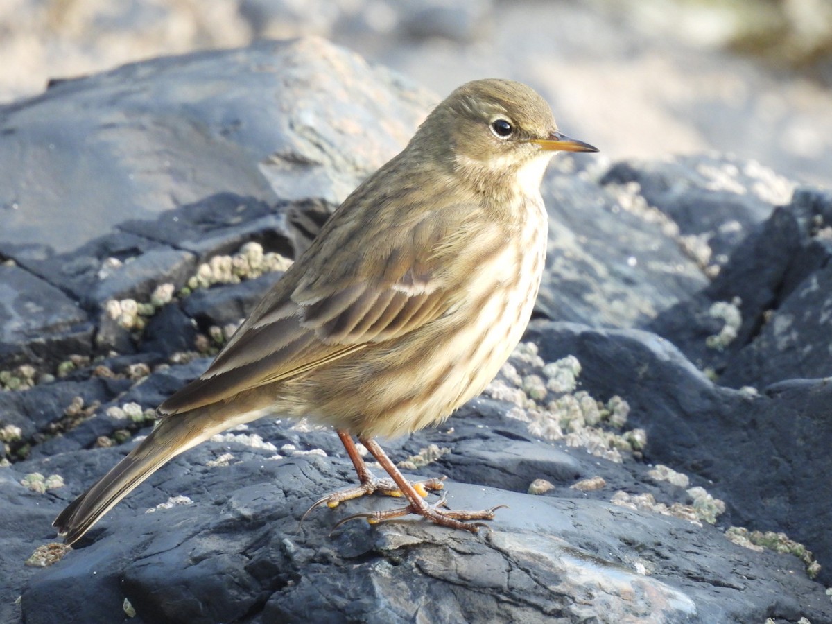 Strandpieper - ML645832841