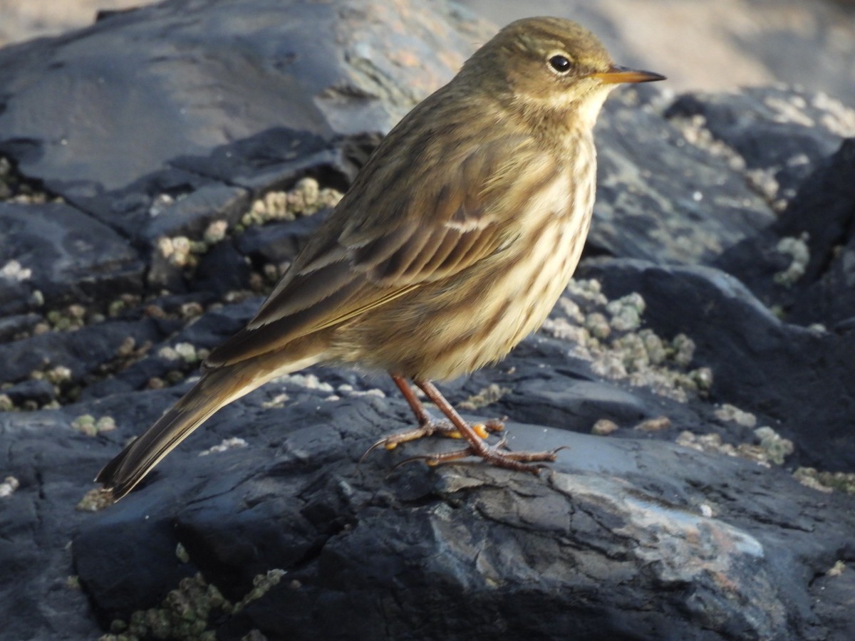 Strandpieper - ML645832842