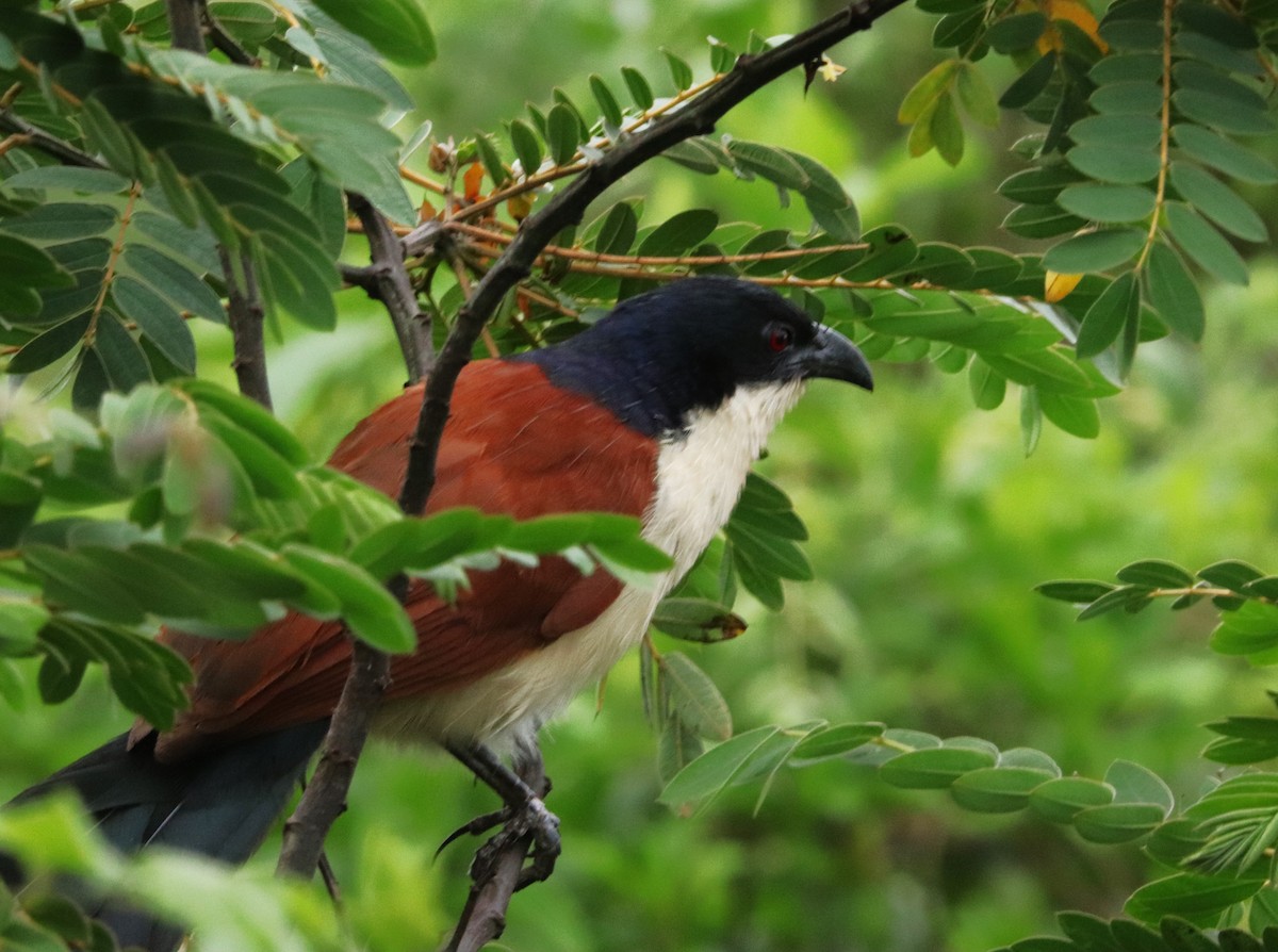 Blaukopfkuckuck - ML645832844