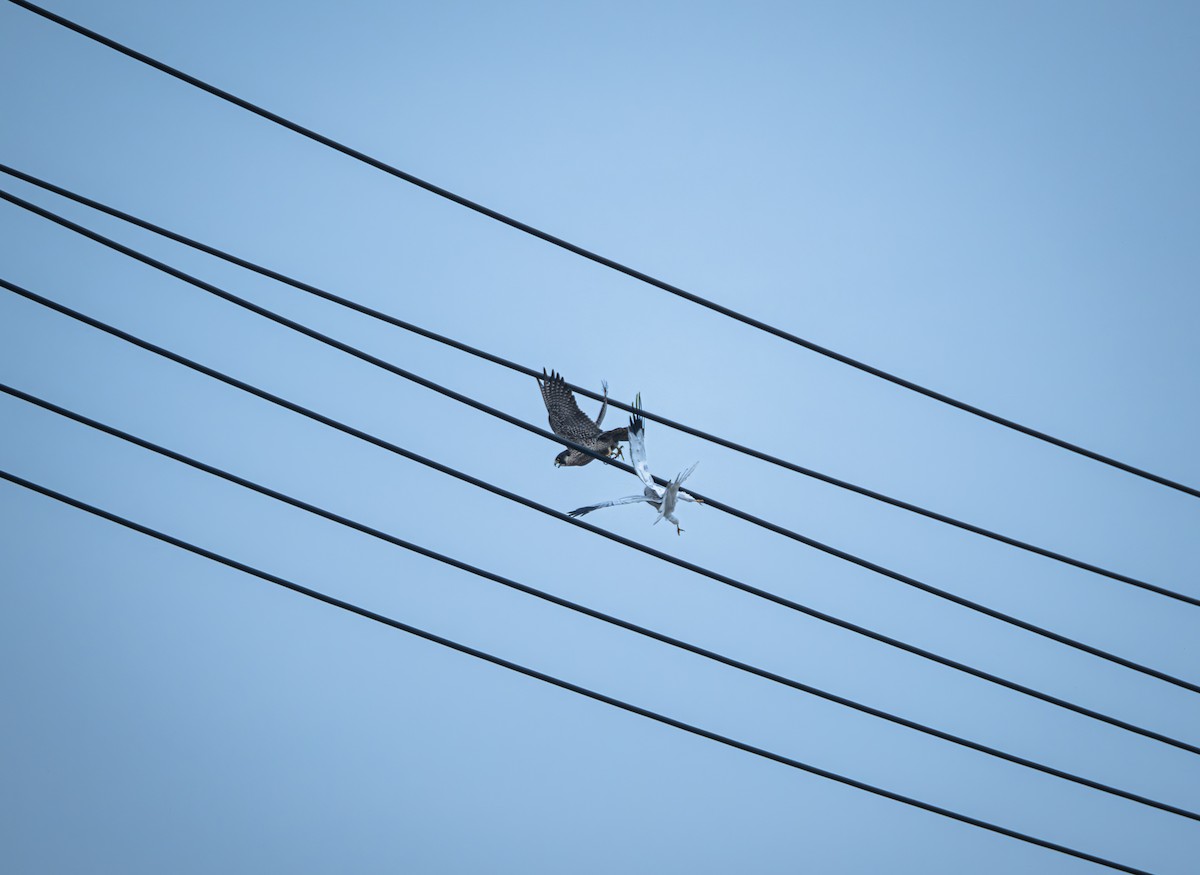 Busard Saint-Martin - ML645832846