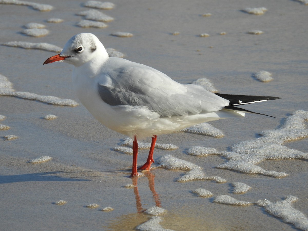 Lachmöwe - ML645832847