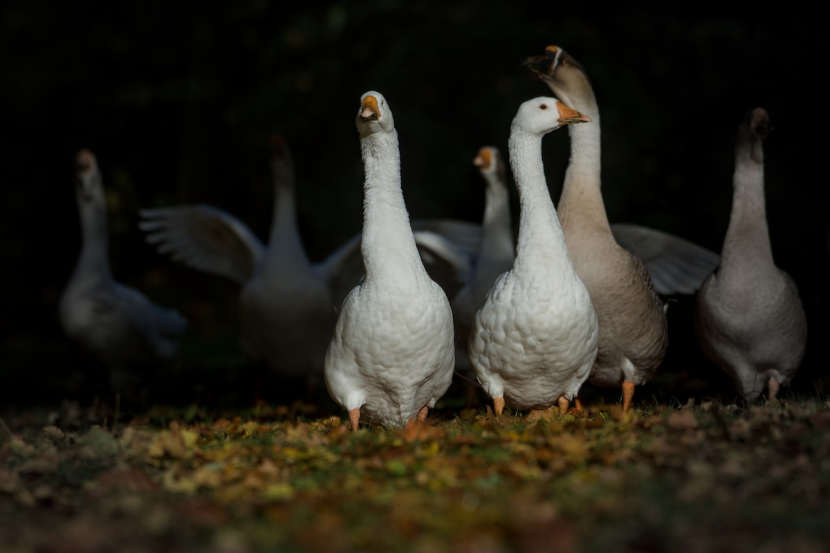 Schwanengans (domestiziert), Höckergans - ML645832853