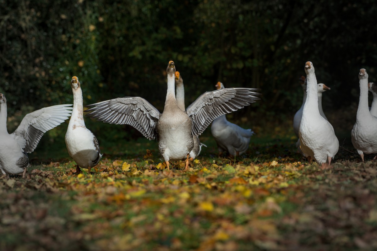 Schwanengans (domestiziert), Höckergans - ML645832854