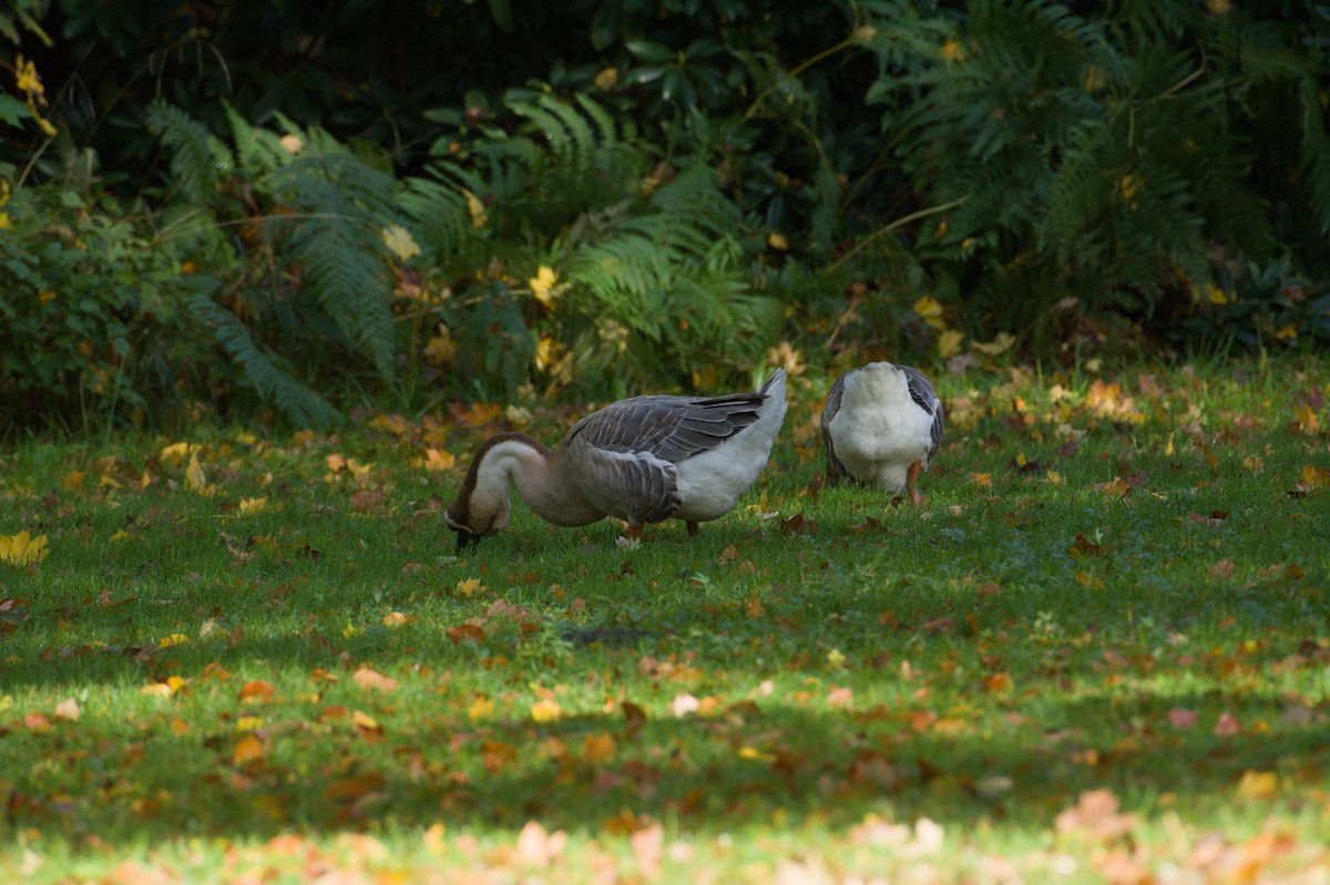 Schwanengans (domestiziert), Höckergans - ML645832855