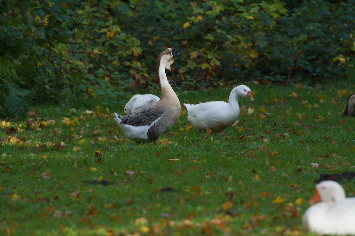 Schwanengans (domestiziert), Höckergans - ML645832856
