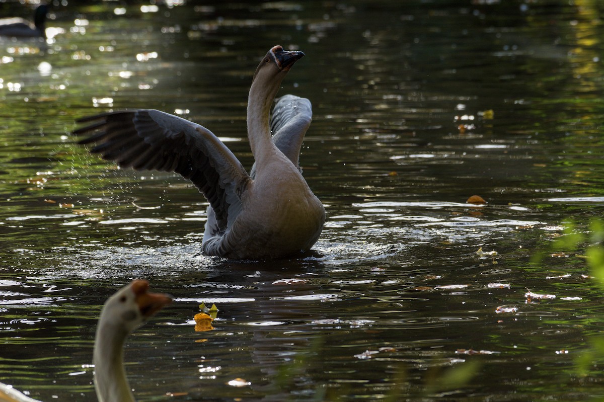 Schwanengans (domestiziert), Höckergans - ML645832857