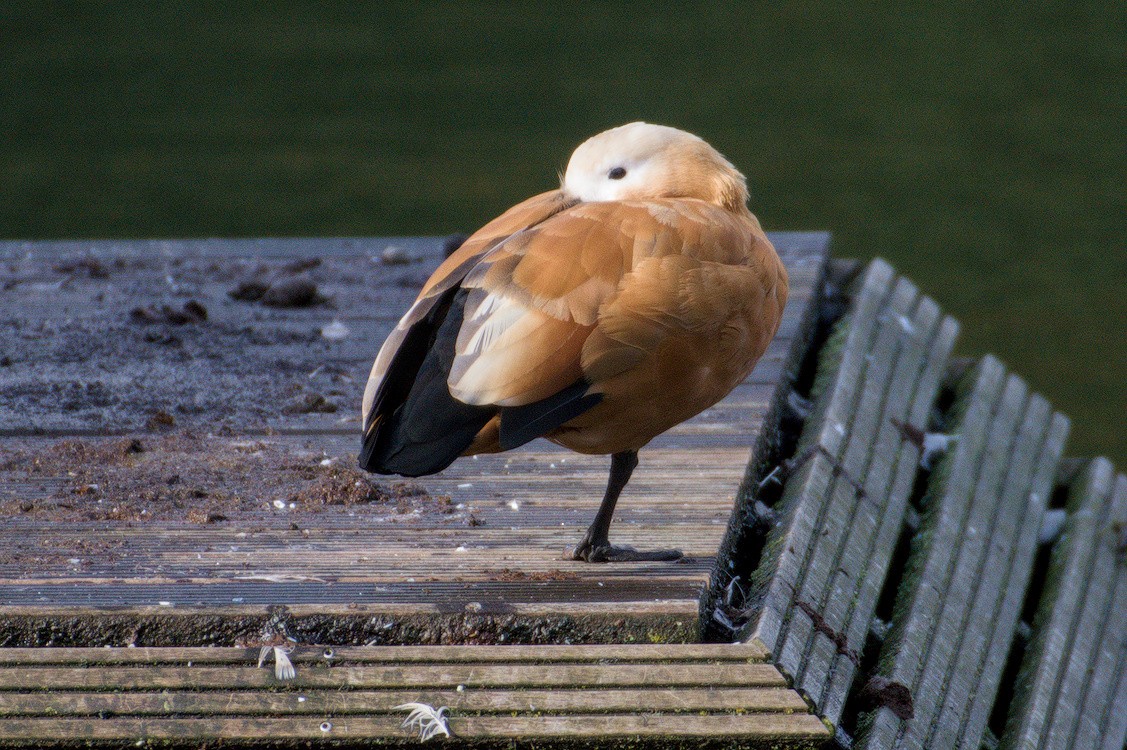 Rostgans - ML645832860