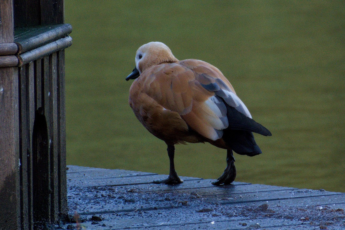 Rostgans - ML645832861