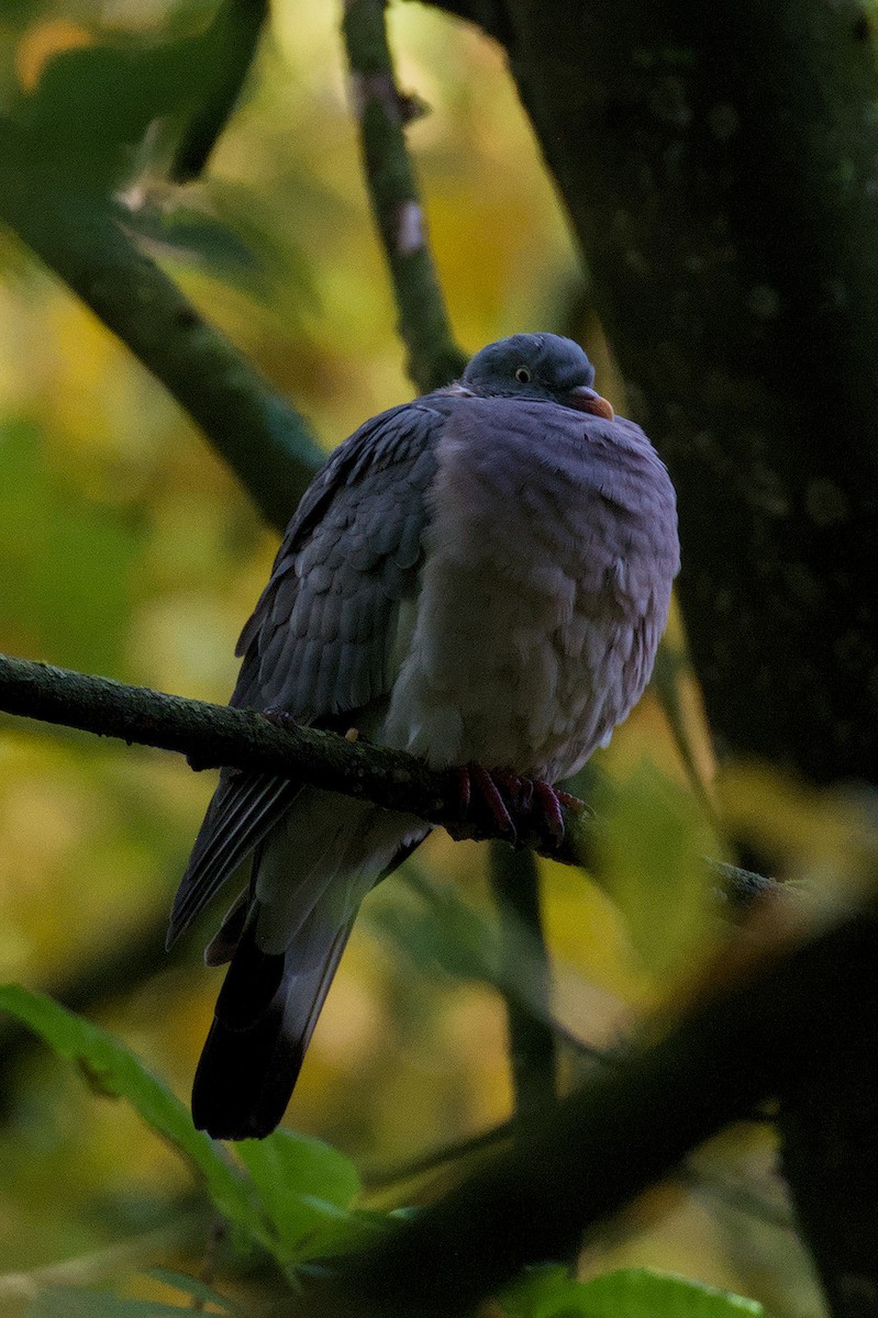 Ringeltaube - ML645832863