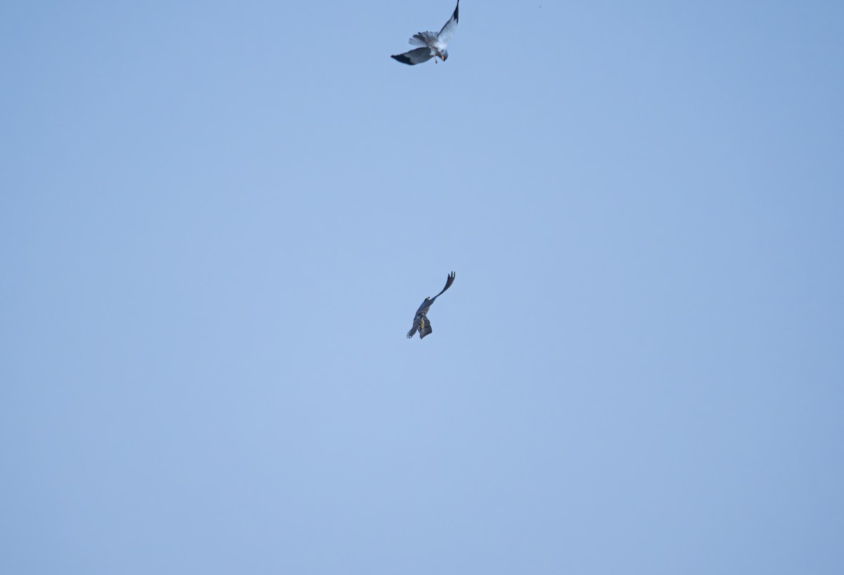 Busard Saint-Martin - ML645832864