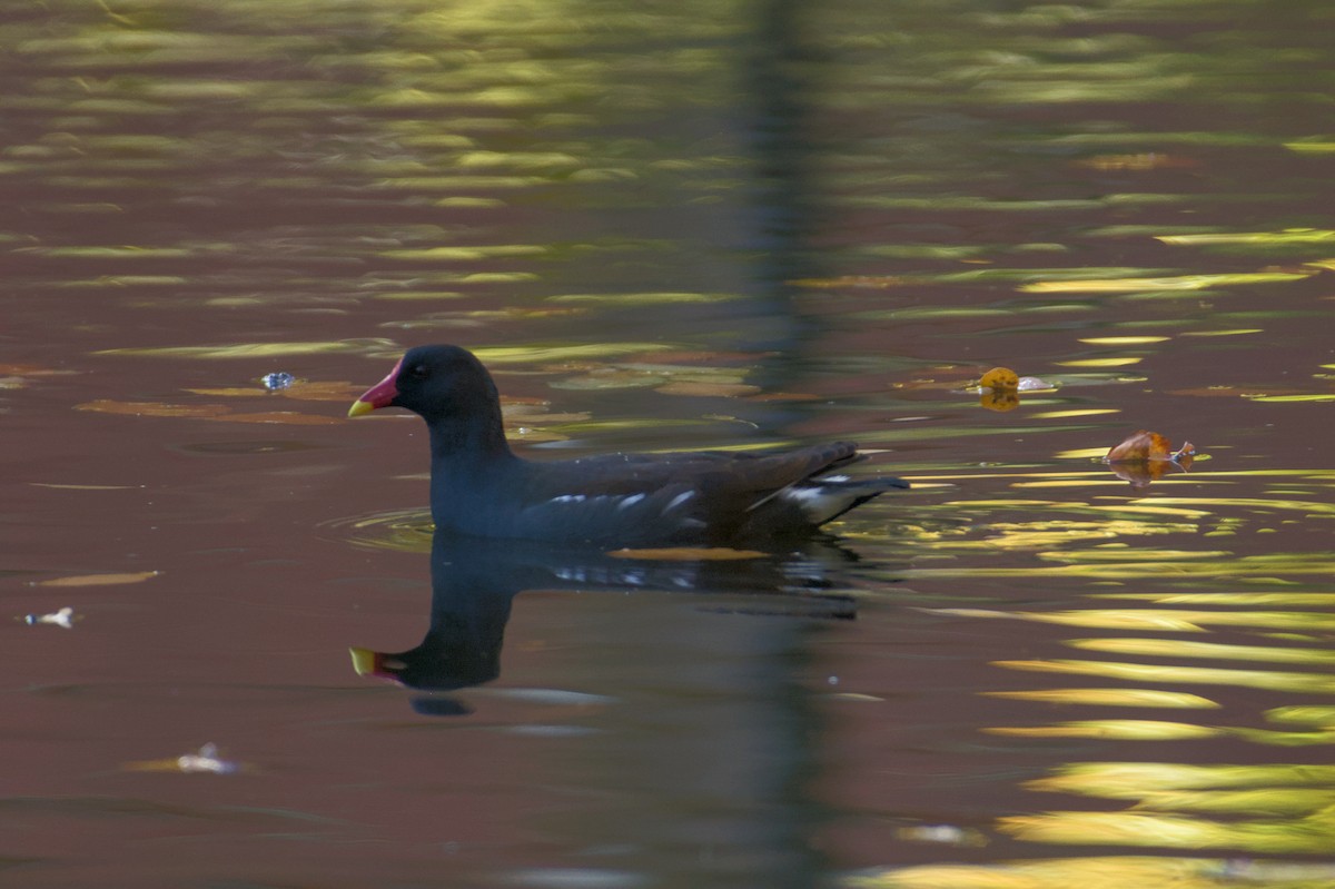 Teichhuhn - ML645832866