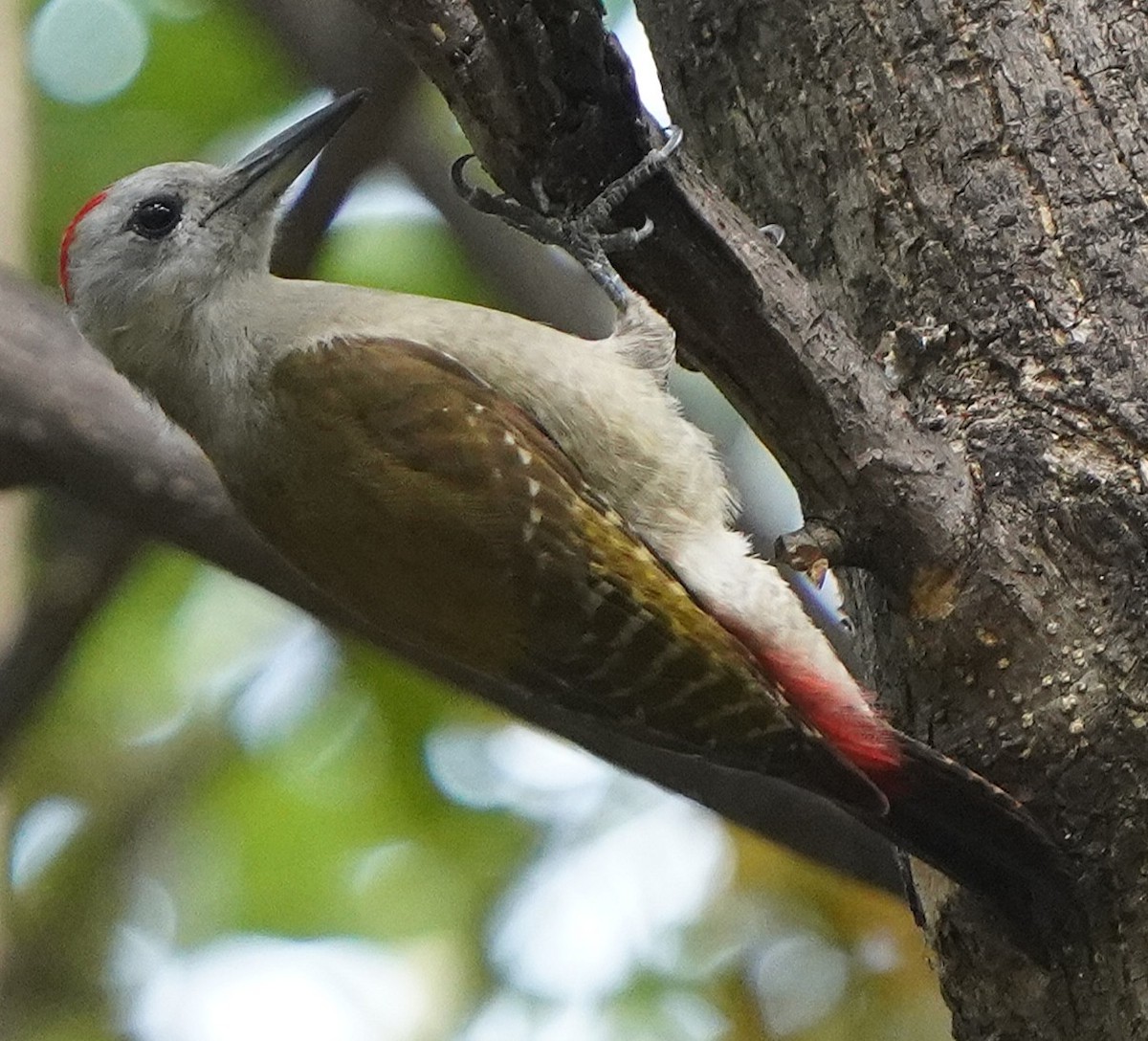 Graubrustspecht [goertae-Gruppe] - ML645832867