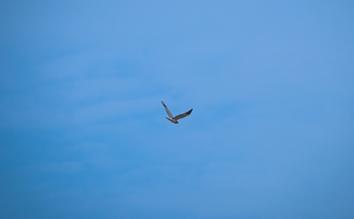 Busard Saint-Martin - ML645832870