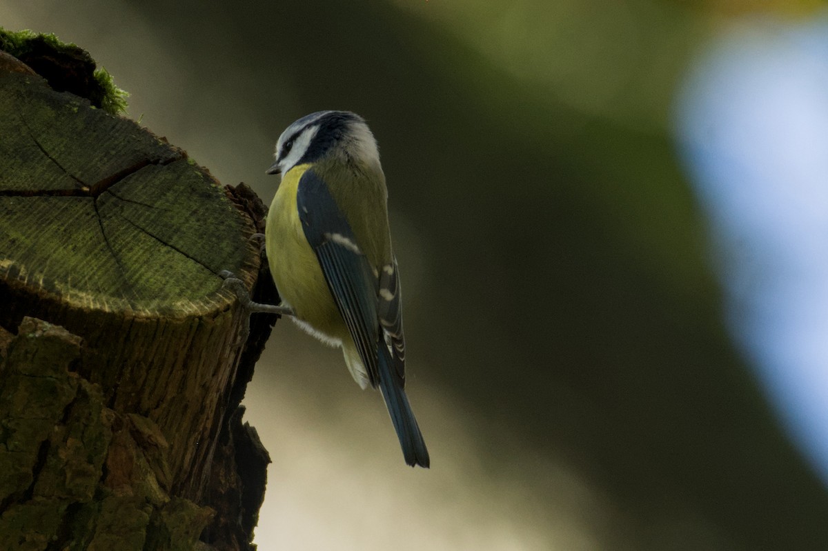 Eurasian Blue Tit - ML645832872