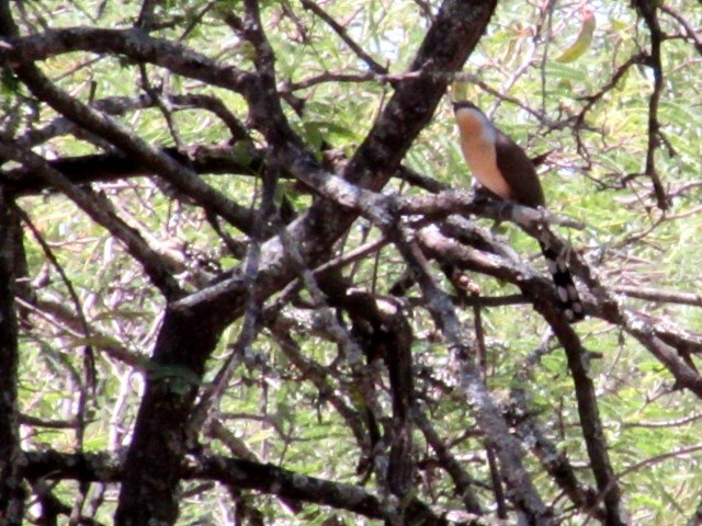 Кукліло бурий - ML645832877