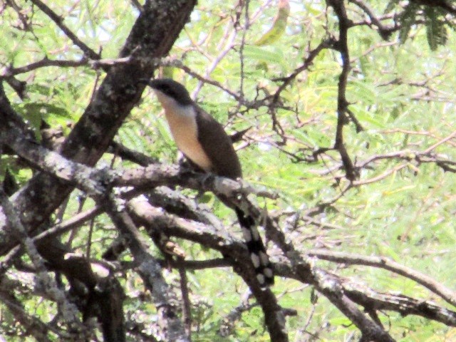 Кукліло бурий - ML645832878