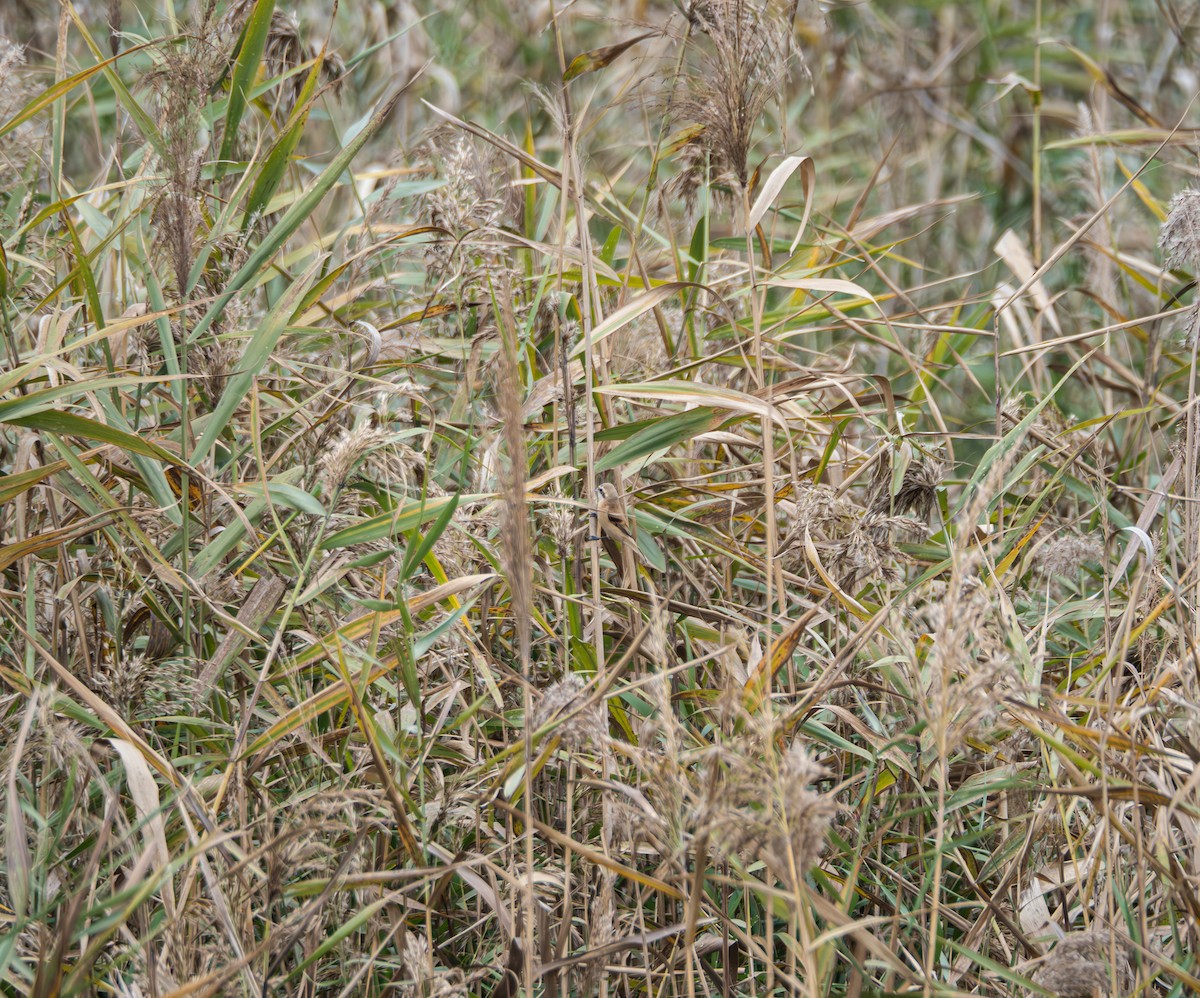 Dilindari txinatarra - ML645832897