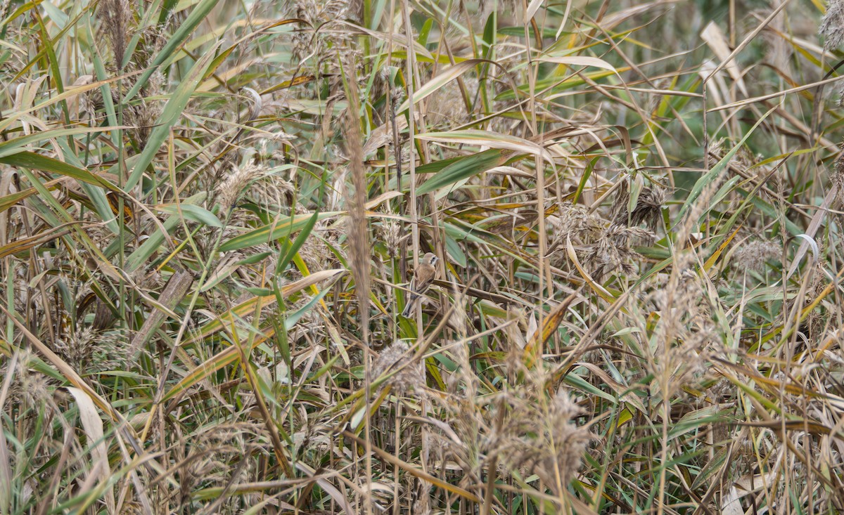 ツリスガラ - ML645832900