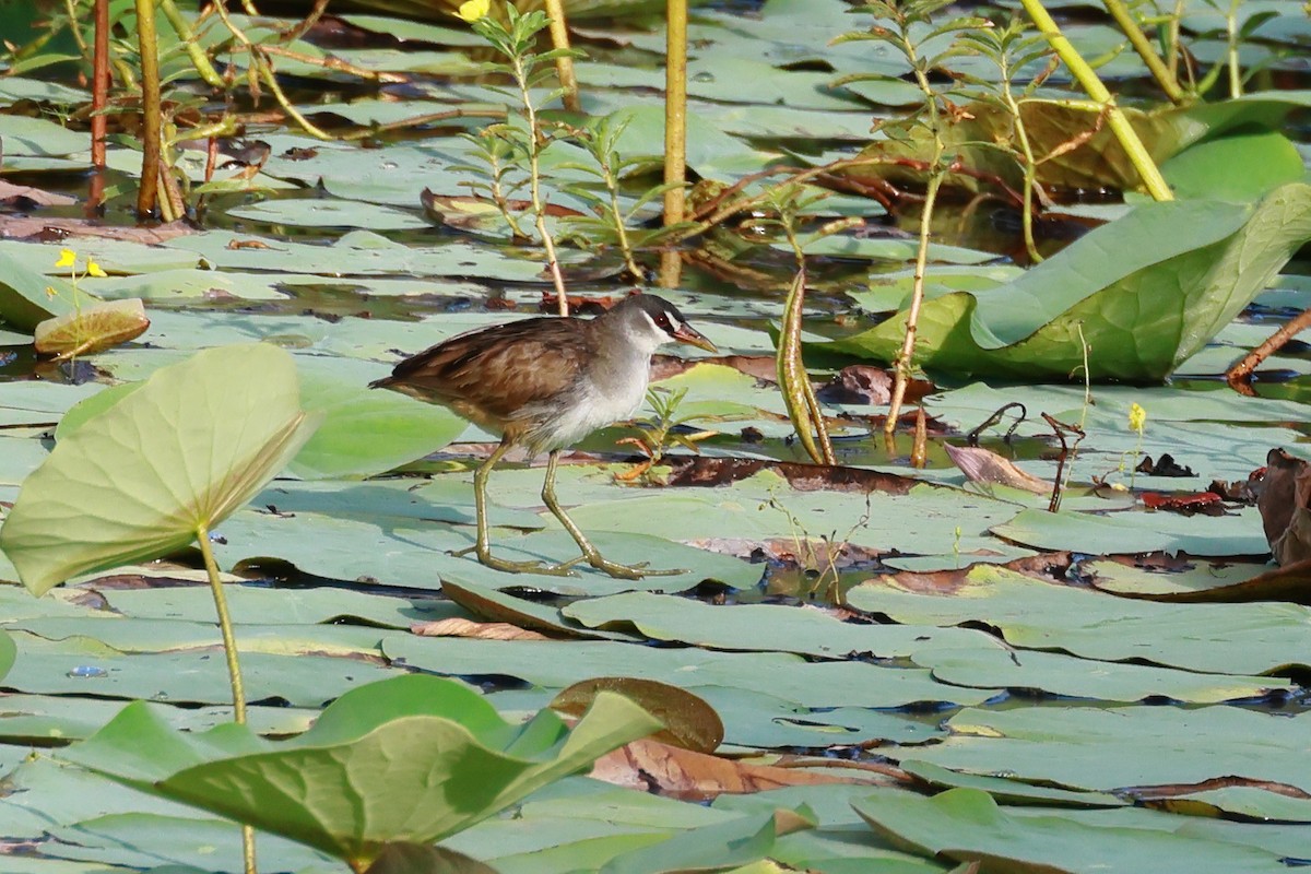 White-browed Crake - ML645832904
