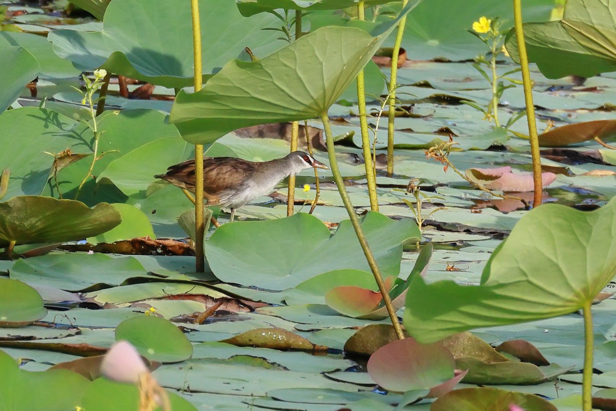 White-browed Crake - ML645832905