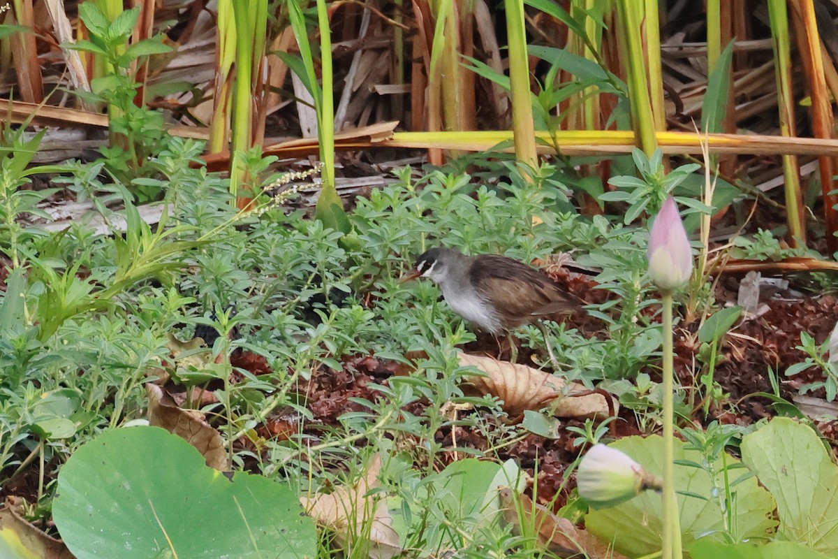 White-browed Crake - ML645832906