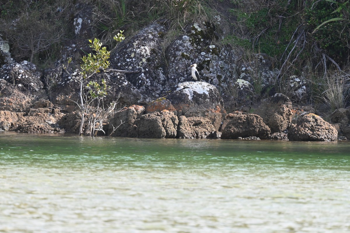 Пёстрый баклан - ML645832909