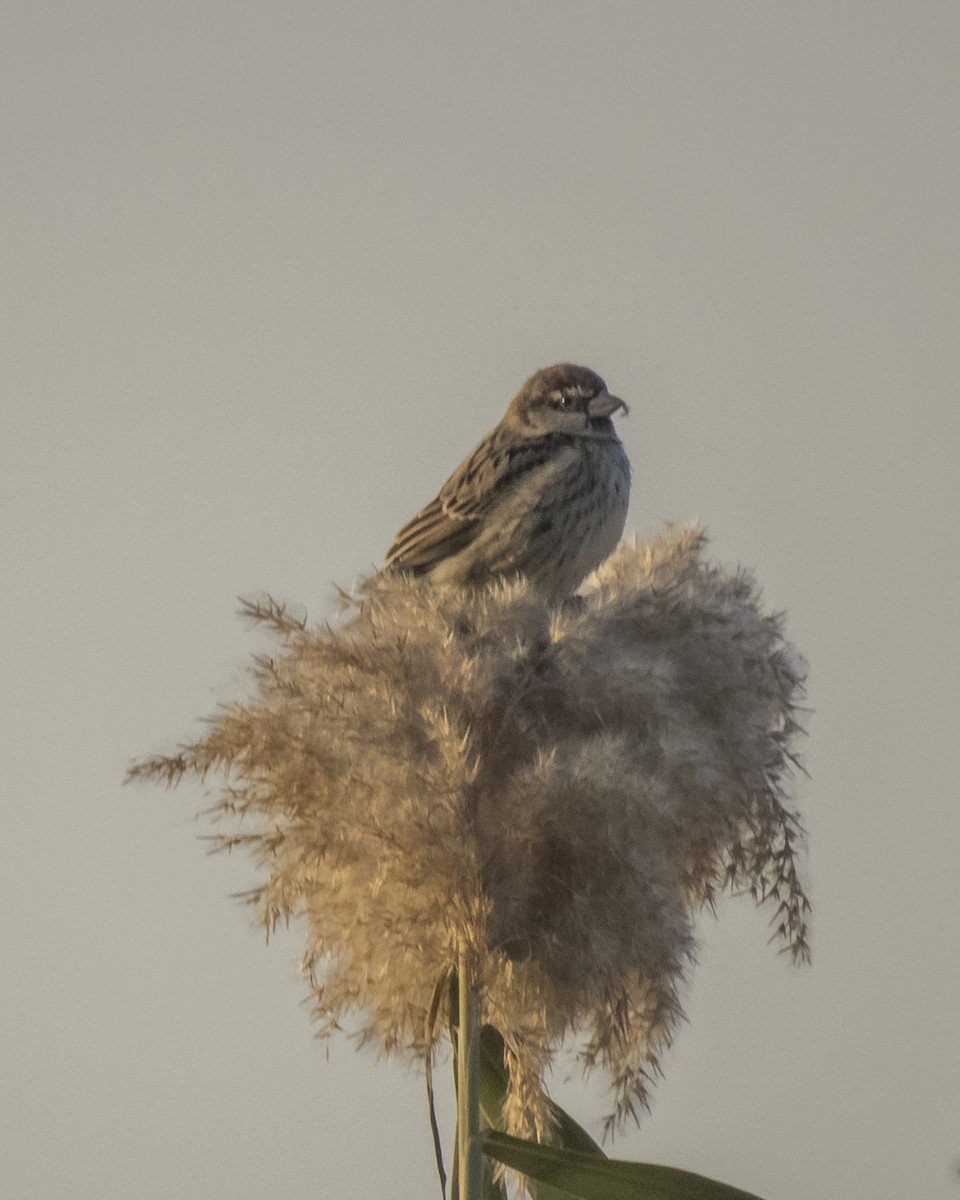 Черногрудый воробей - ML645832910