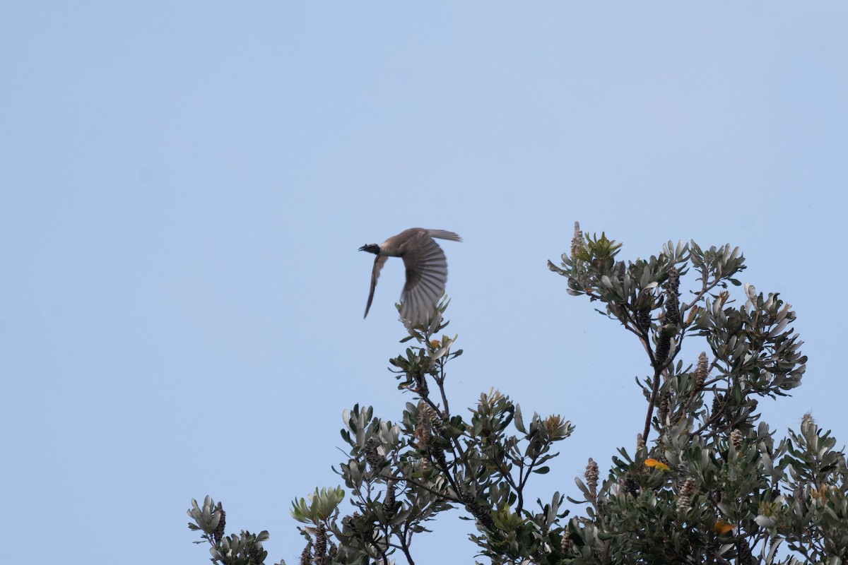 Крикливый кожеголов - ML645832914