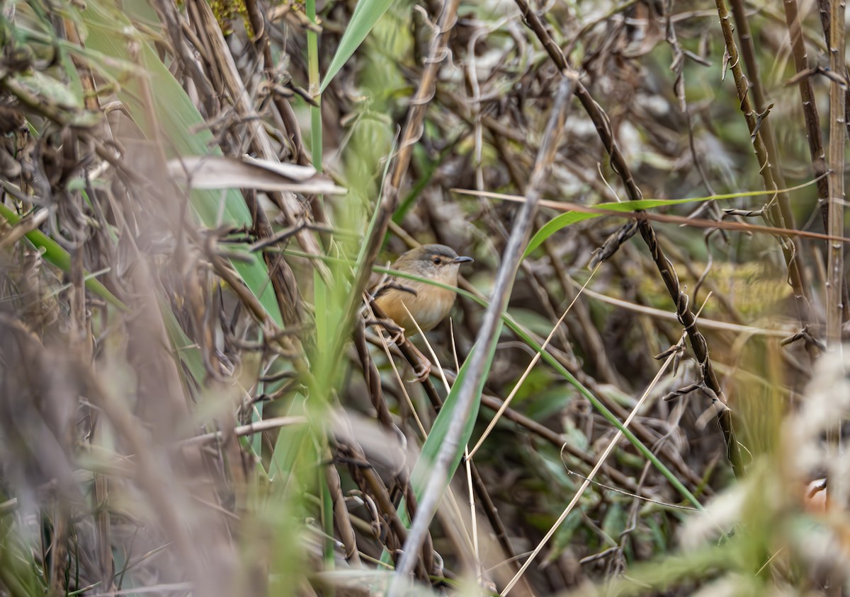 Yellow-bellied Prinia - ML645832915