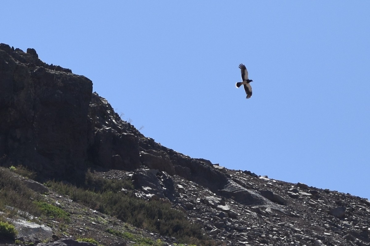 Горная каракара - ML645832916