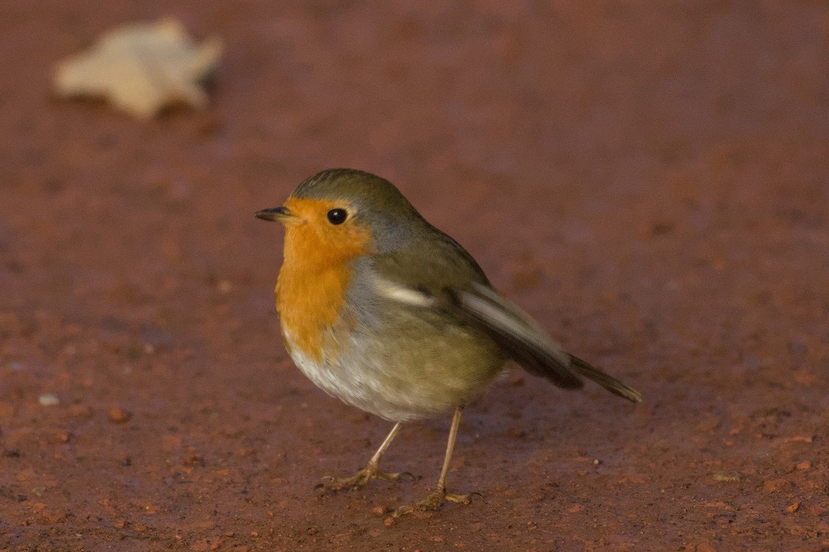 Зарянка - ML645832917