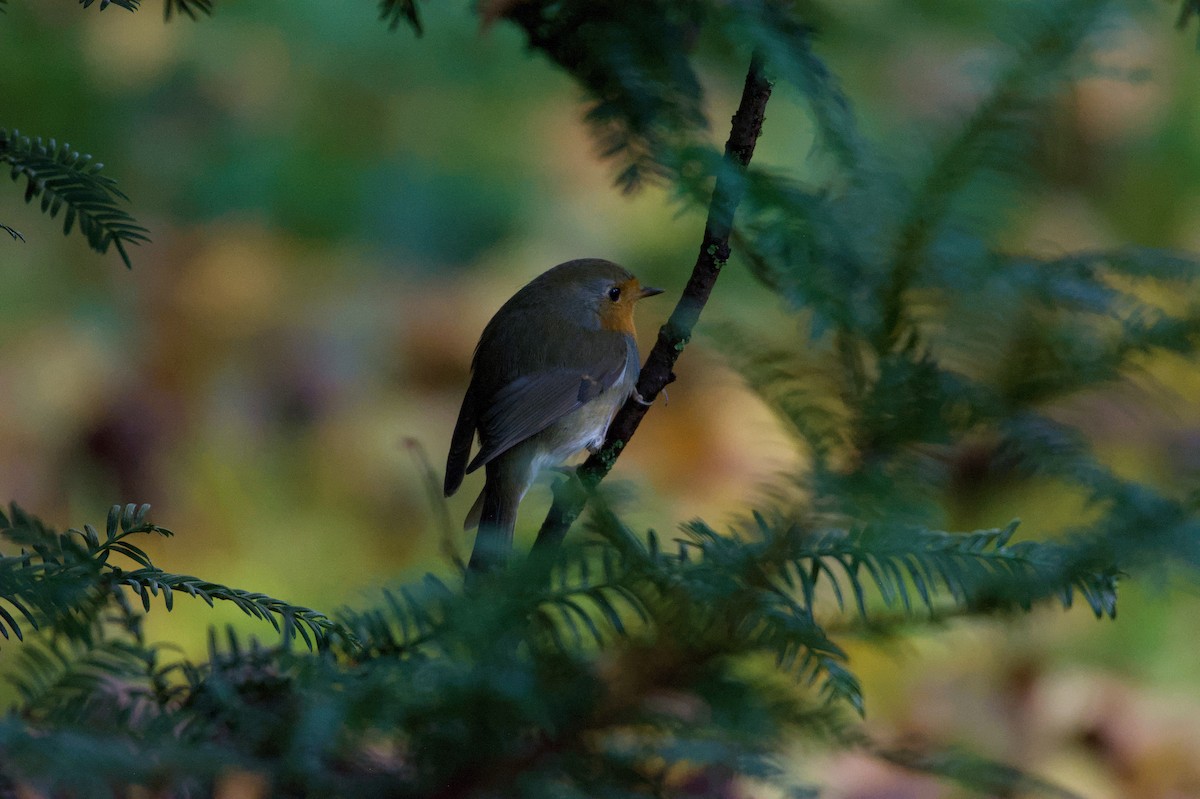 Зарянка - ML645832918