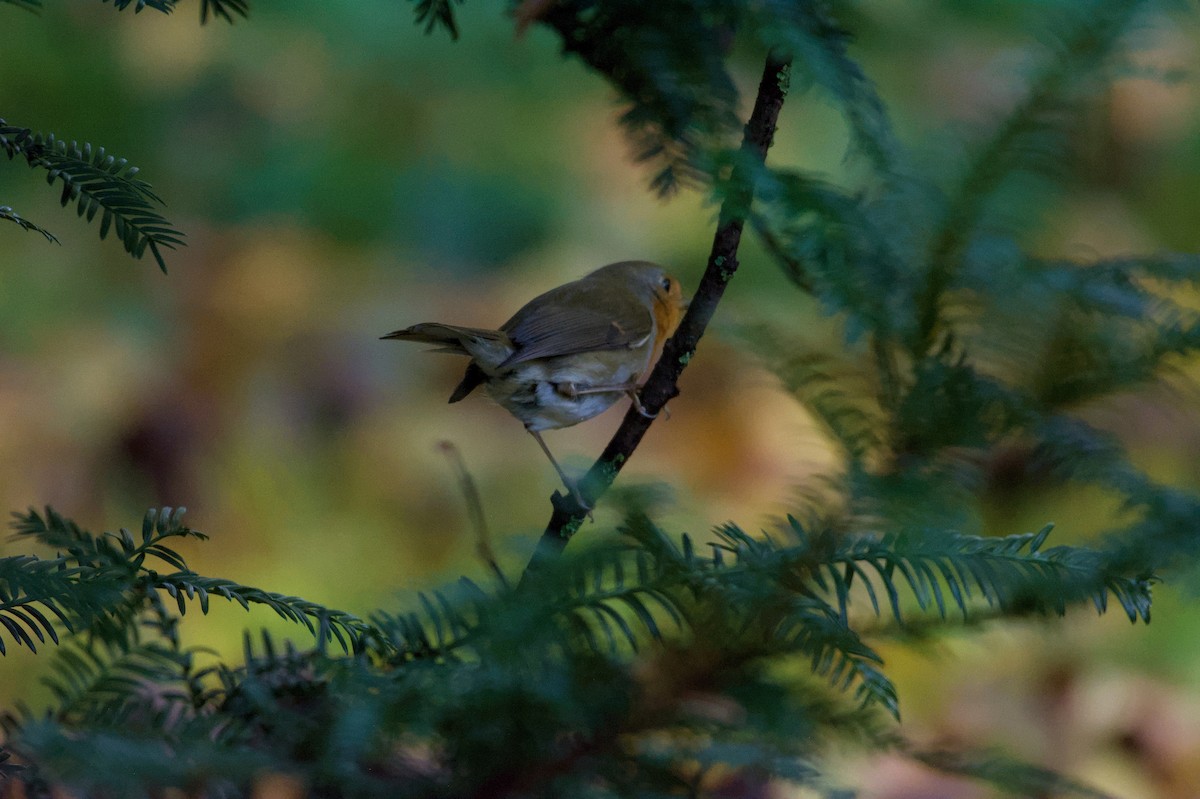 Зарянка - ML645832919