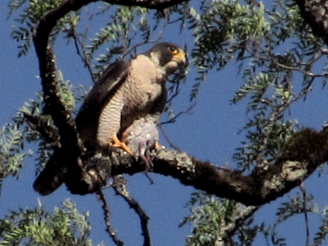 Сапсан - ML645832920