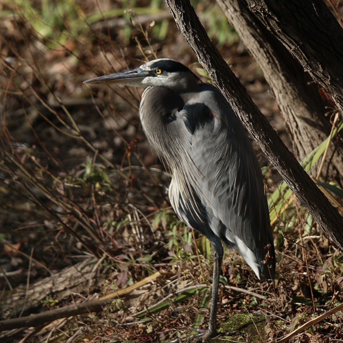 Большая голубая цапля [группа herodias] - ML645832921