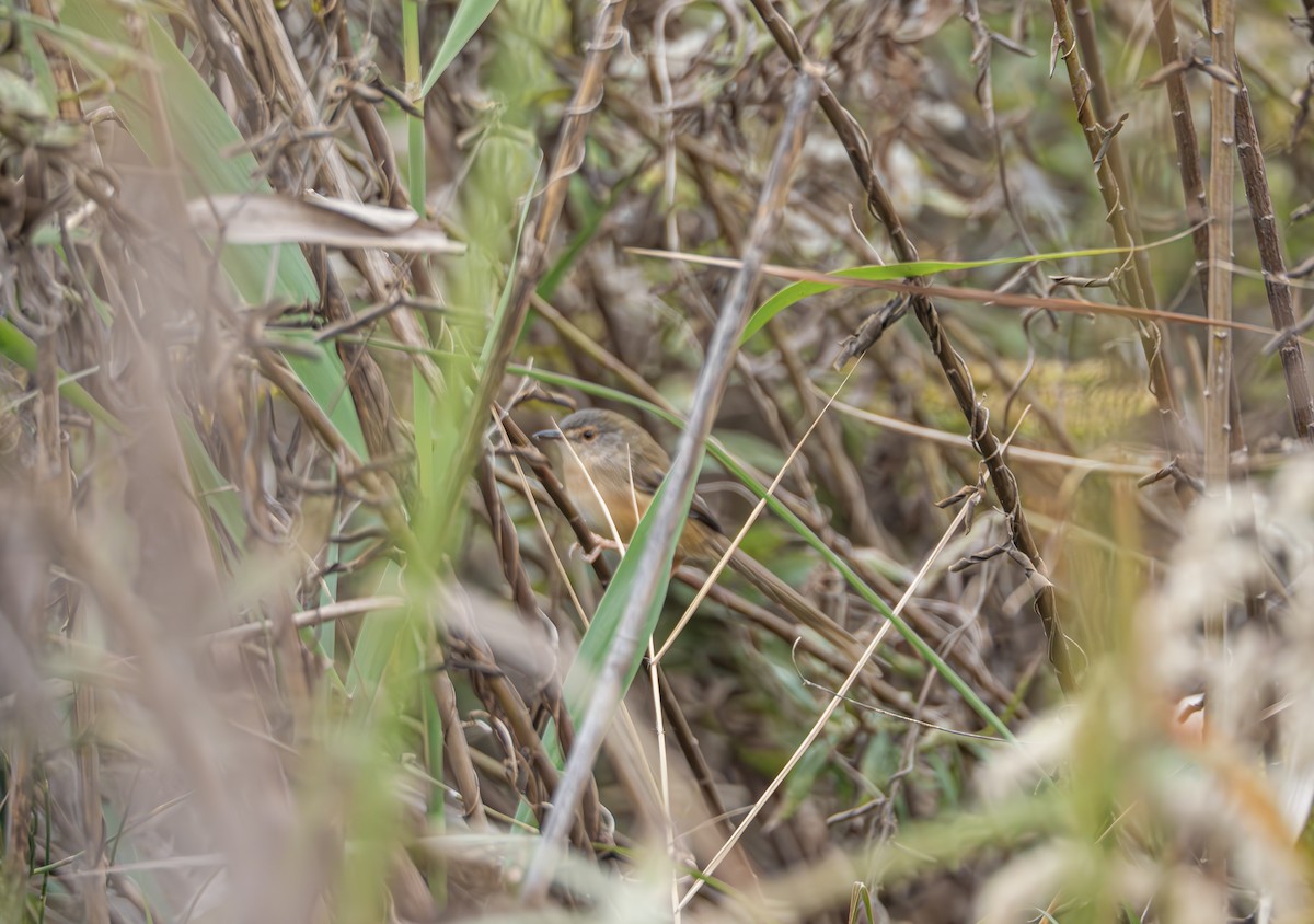 アオハウチワドリ - ML645832922