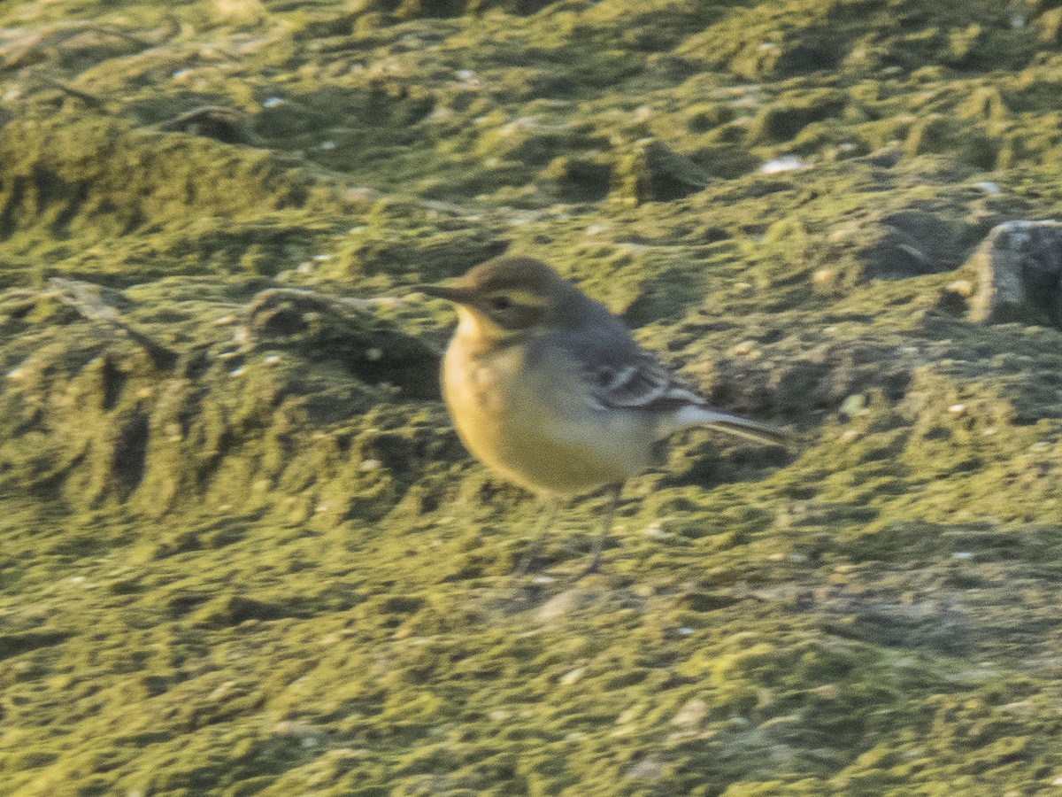 Жёлтая трясогузка - ML645832923