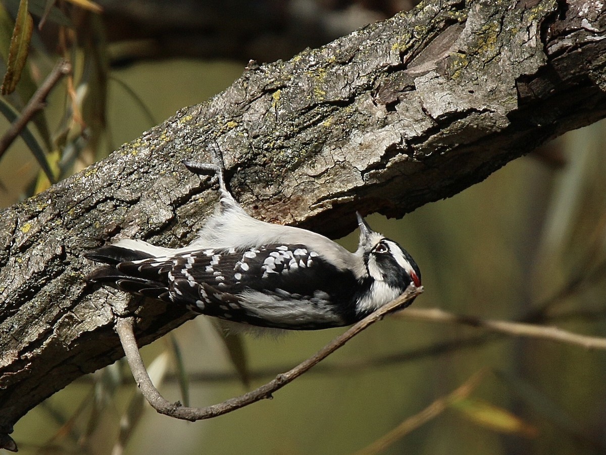 Пушистый дятел - ML645832926