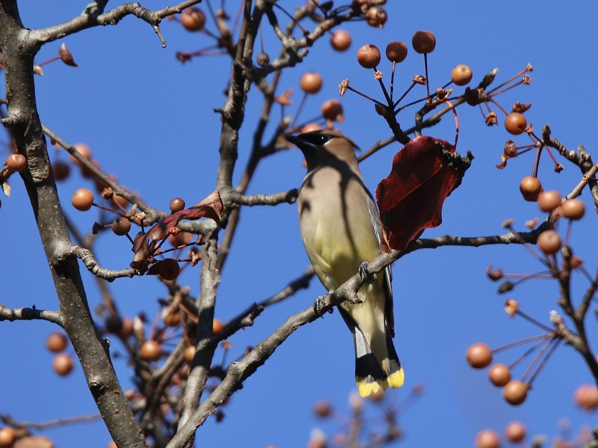 Кедровый свиристель - ML645832930